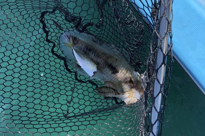 ヤエンで釣ったイカ