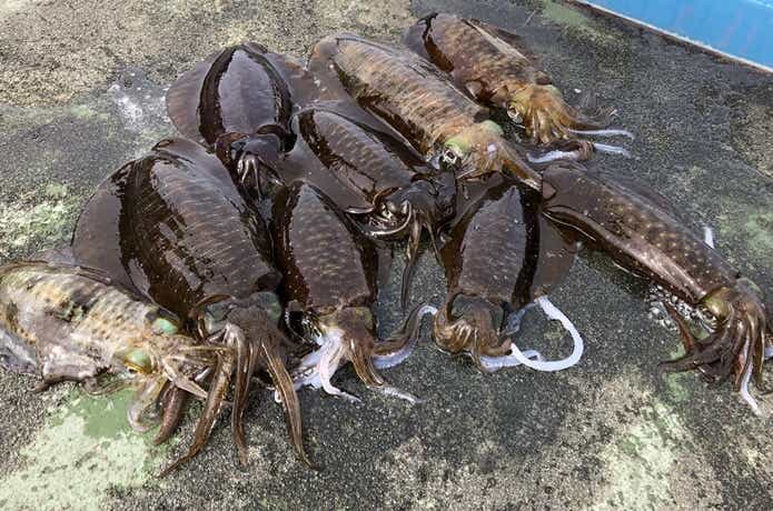 ヤエンの釣果