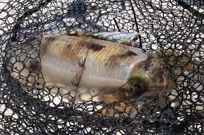 ヤエンで釣ったアオリイカ