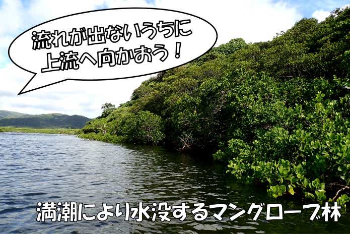 西表島　マングローブ林