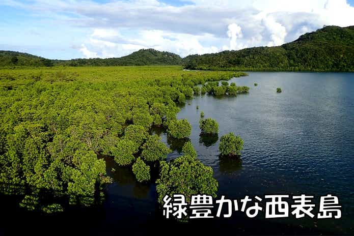 西表島　マングローブ