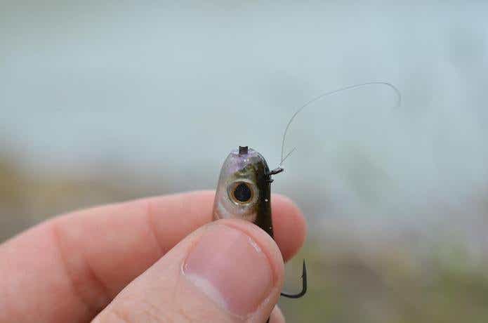 ホバスト セッティング