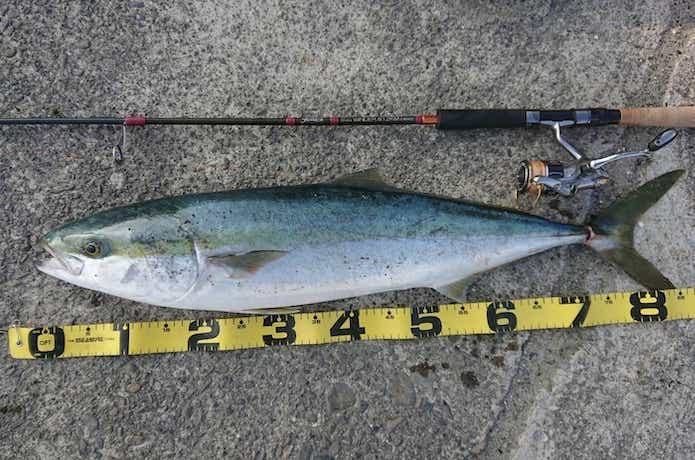 泳がせ釣りの画像