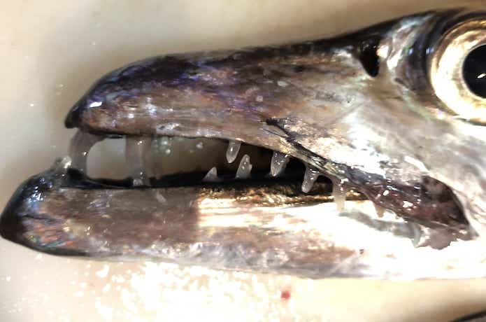 タチウオ釣りの画像