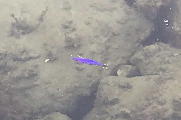 ドロー4の画像