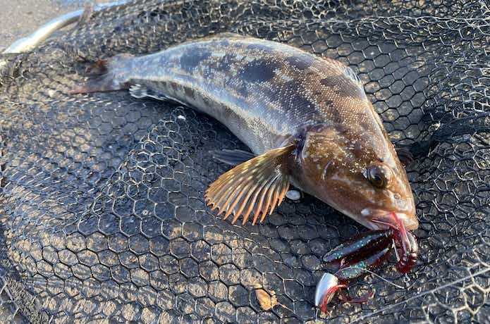 バークレーのロックフィッシュワームでの釣果