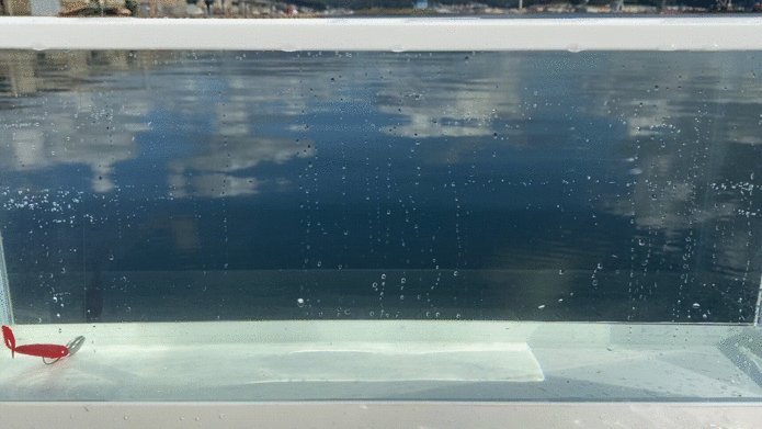 パルスワームの水中映像