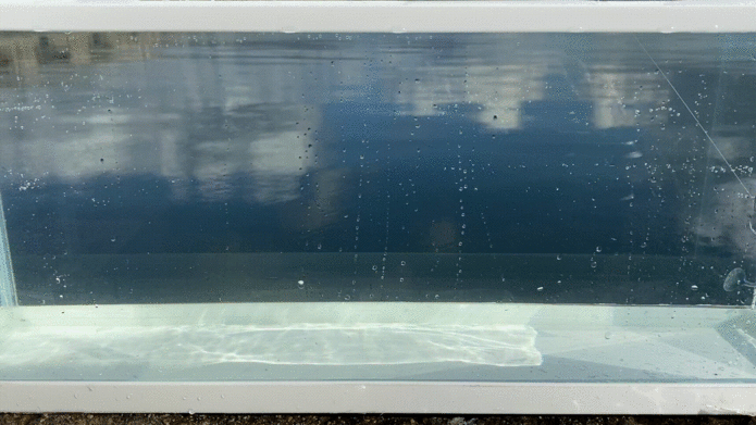 Tテイルシャッドの水中映像