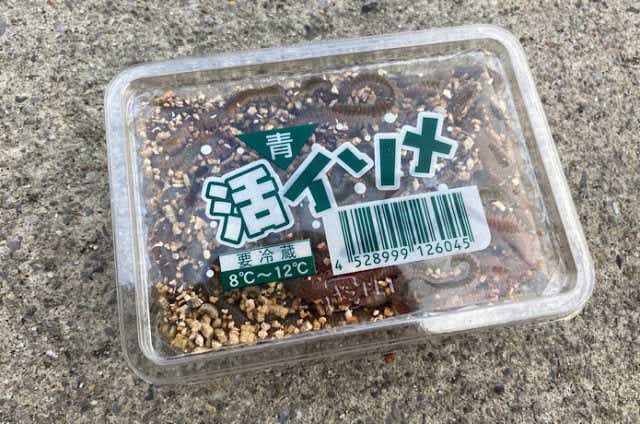イソメはなぜ「最強の釣りエサ」なのか？その理由やオススメの仕掛けをまとめて紹介！ | TSURI HACK[釣りハック]