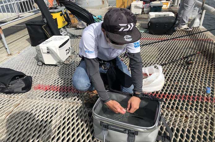 泳がせ釣りの画像