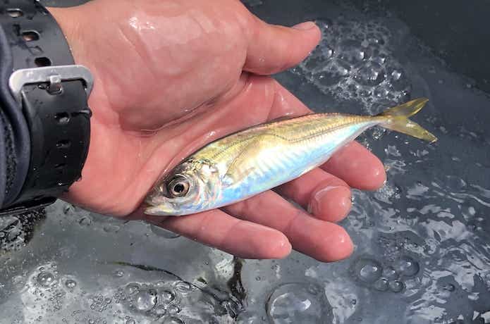 泳がせ釣りの画像