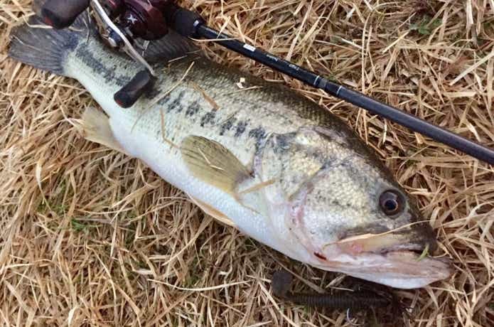 スイングインパクトファット　釣果