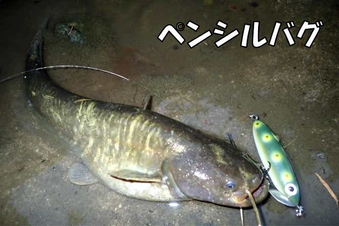 ペンシルバグ