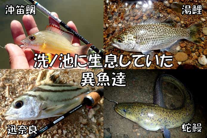 オオクチユゴイ　由来