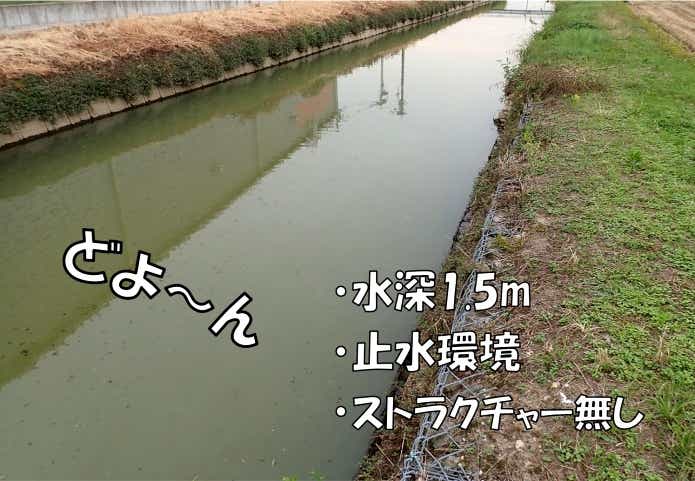ナマズ　ポイント