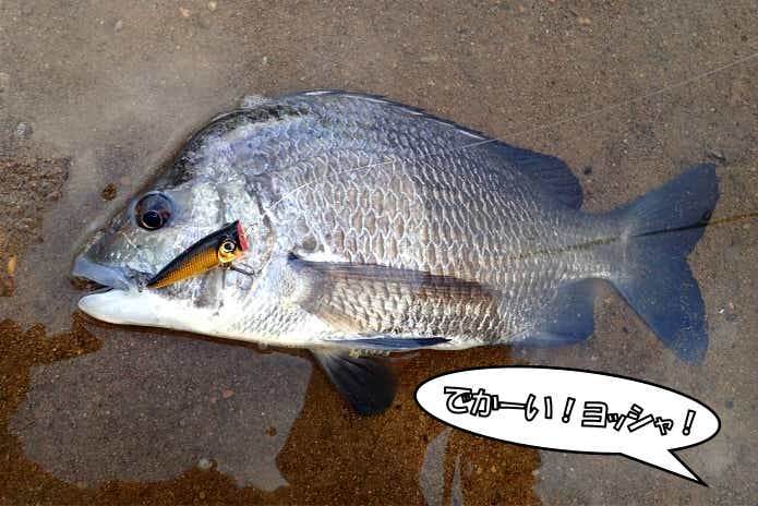 西表島　ナンヨウチヌ