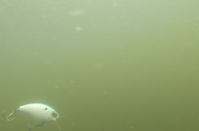 レベルクランクゴリラー　水中のスイム映像