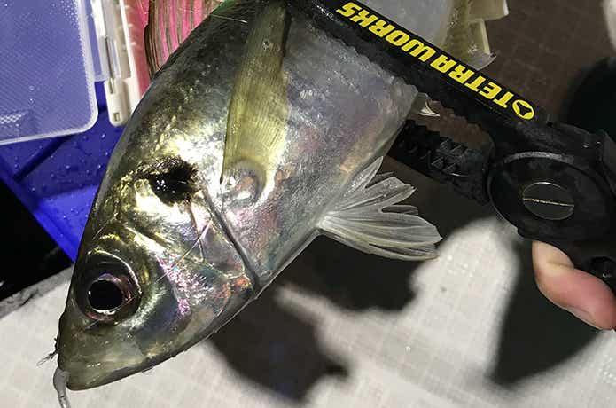 バチコンの釣果写真