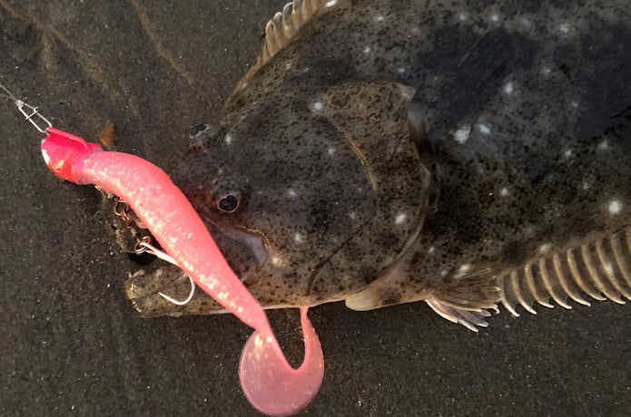 ヒラメ釣りの画像