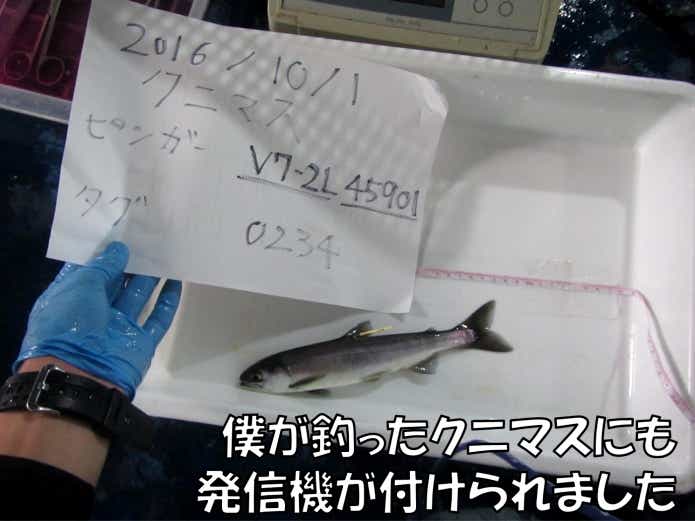 クニマス