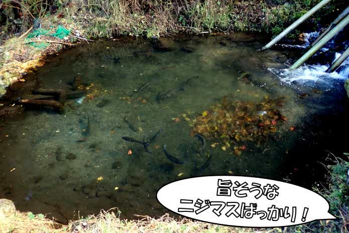 日本イワナセンター　持ち帰り池