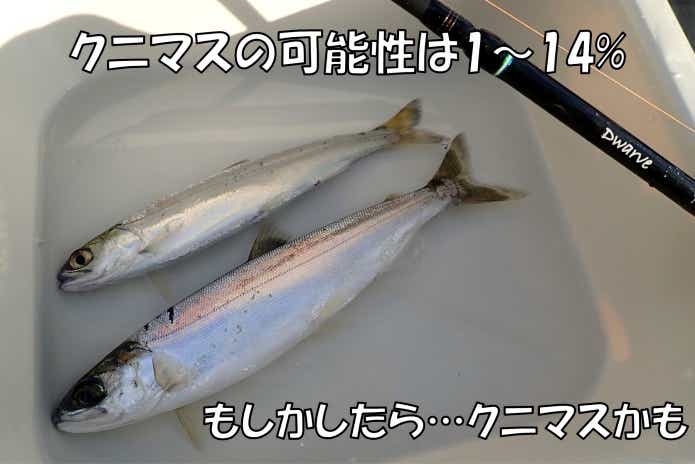 西湖 クニマス