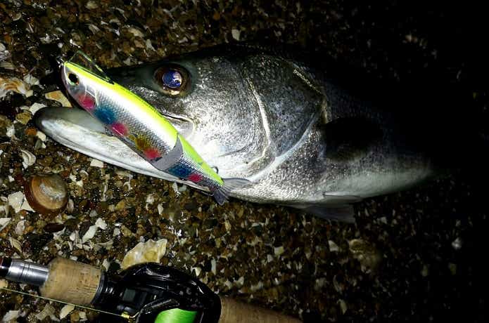 モアザン レイジーファシャッドJの釣果写真