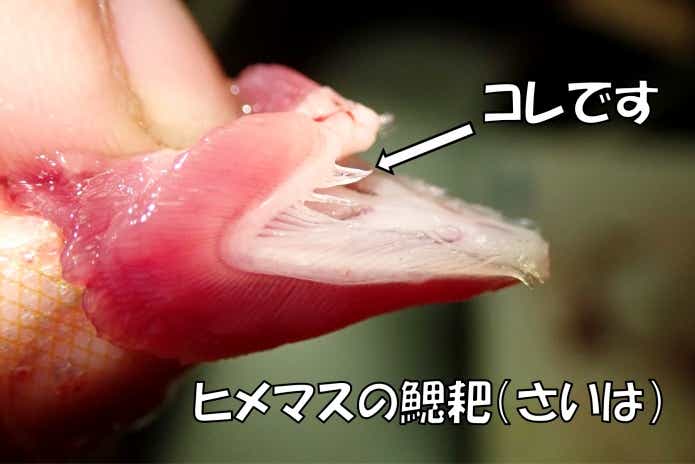 ヒメマスとクニマスの見分け方