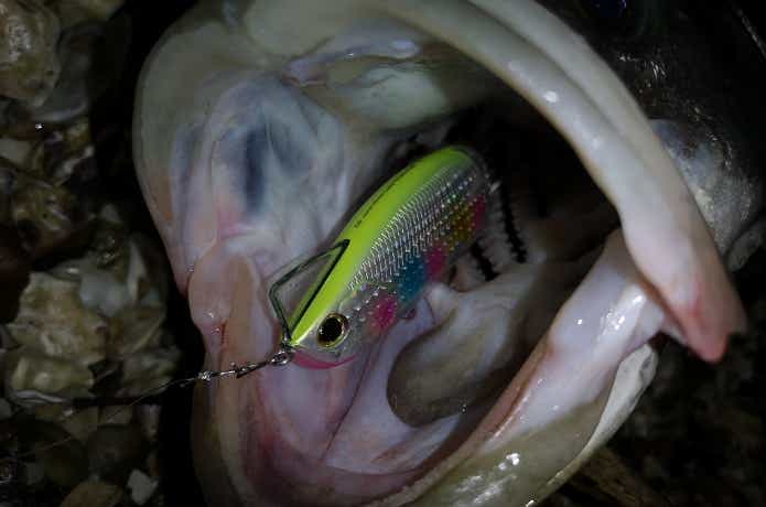 モアザン レイジーファシャッドJの釣果写真
