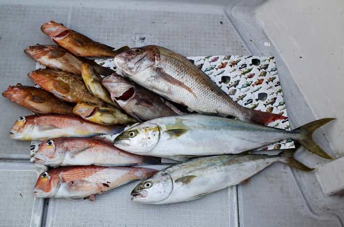 SLJの釣果画像