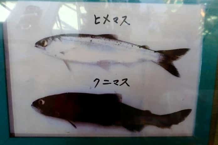 ヒメマス クニマス