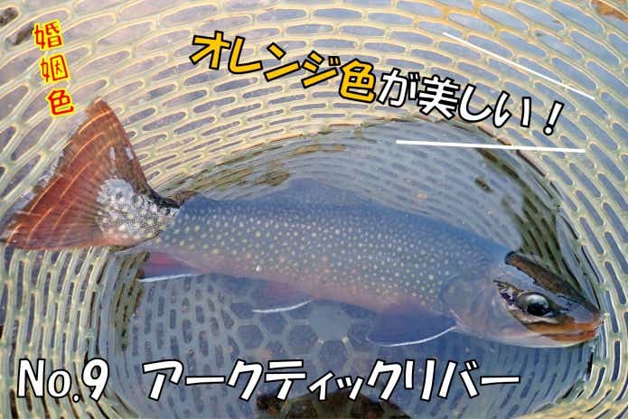 アークティックリバー　日本イワナセンター