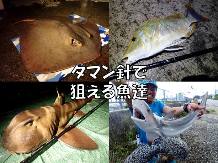 タマン針 対象魚