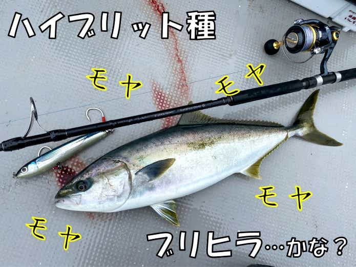 ブリヒラ　ハイブリッド種
