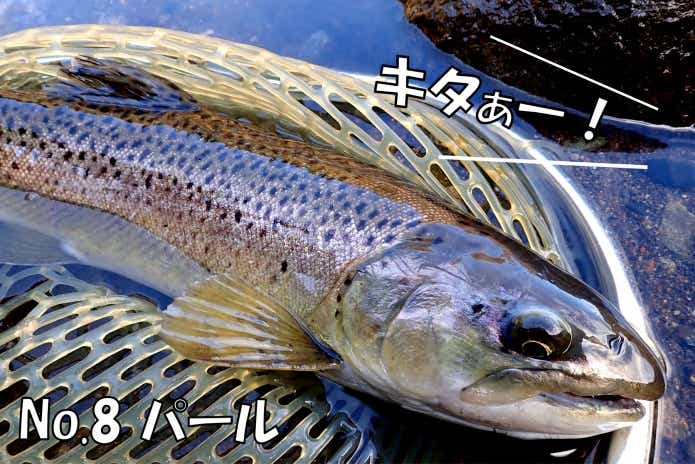 パールトラウト　日本イワナセンター