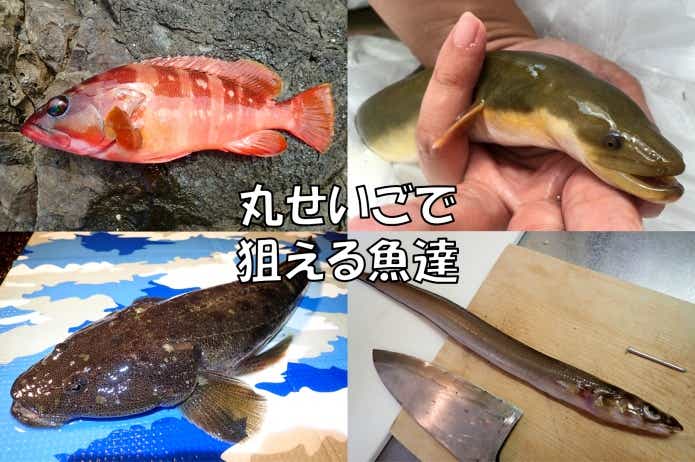ブッコミ釣り 対象魚