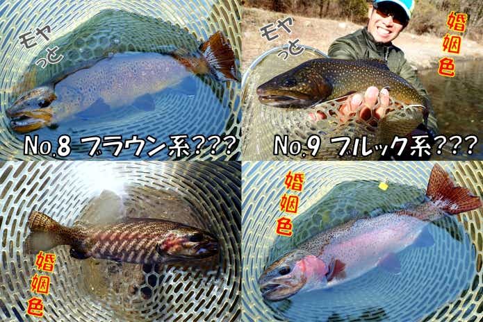 日本イワナセンター　不明魚種