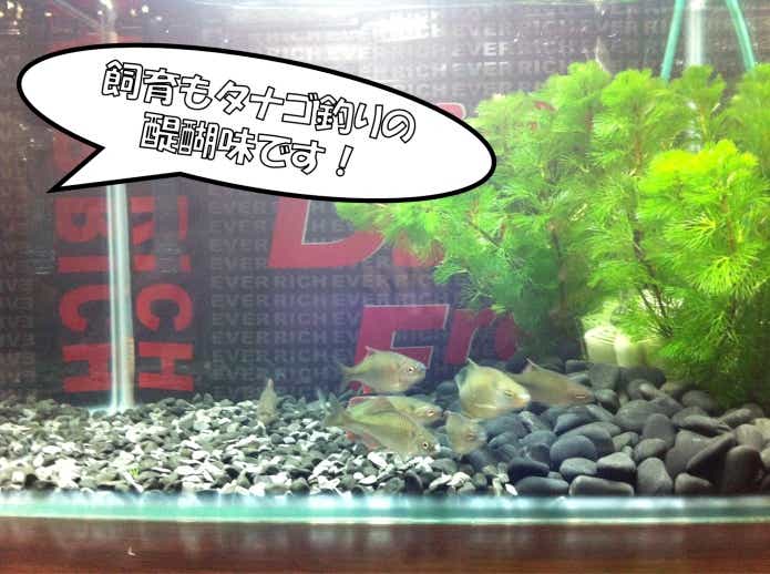 カネヒラ　飼育