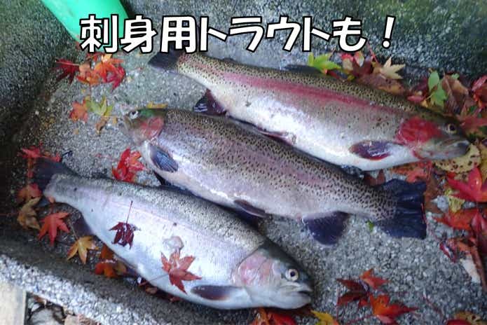 刺身用トラウト　日本イワナセンター