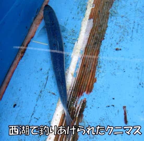 クニマス 西湖