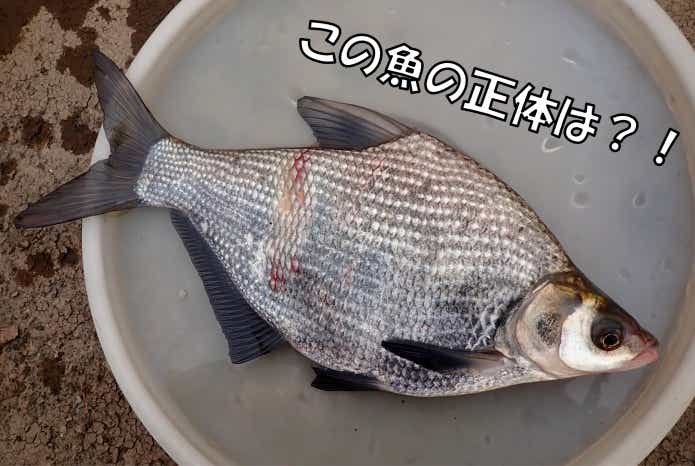 レア外道“ダントウボウ”を霞ヶ浦で釣り狙う！最大サイズや生態から味にまで迫ってみた | TSURI HACK[釣りハック]