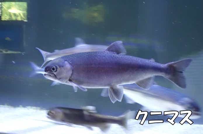 クニマス