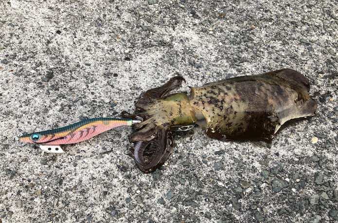 エギ王Kの画像