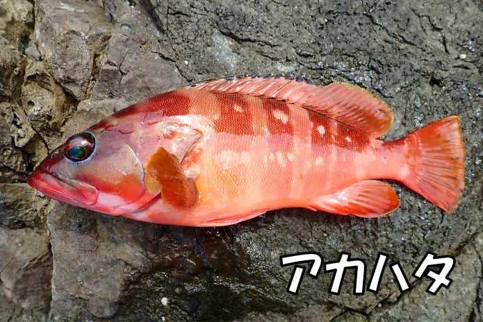 ブッコミ釣り 釣れる魚 アカハタ
