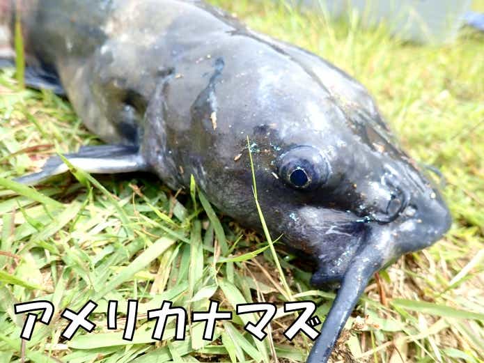 ヘラ釣り　アメリカナマズ