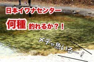 日本イワナセンター