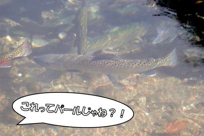 日本イワナセンター　魚種