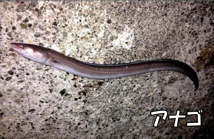 ブッコミ釣り 釣れる魚 アナゴ