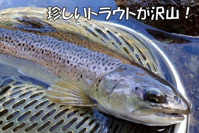 パールトラウト　日本イワナセンター