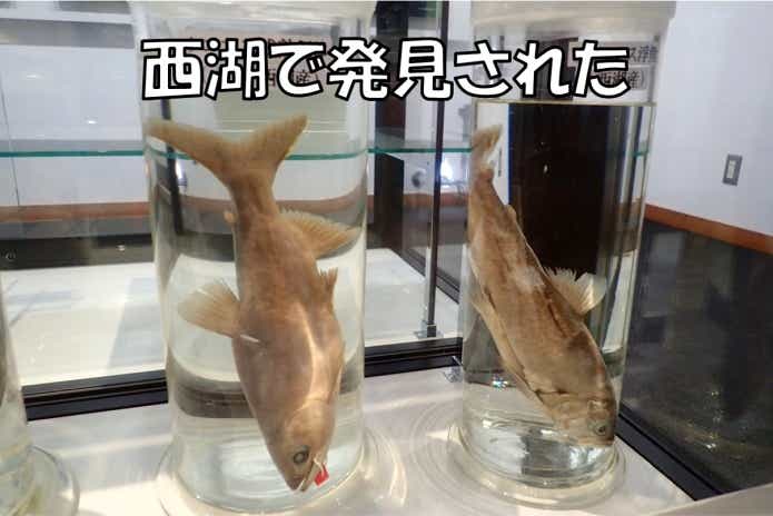 クニマス ホルマリン漬け